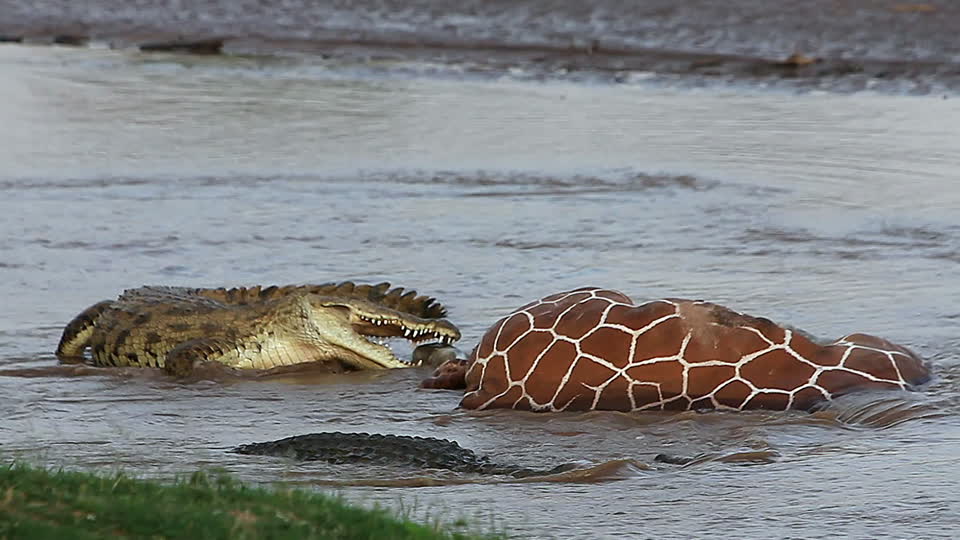 Нильский крокодил в процессе охоты