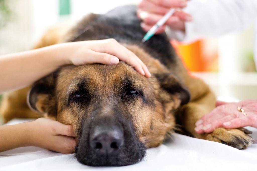 Ветеринар делает инъекцию больному псу