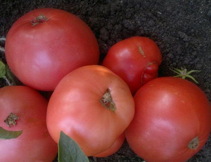 выращивание рассады томатов в домашних условиях