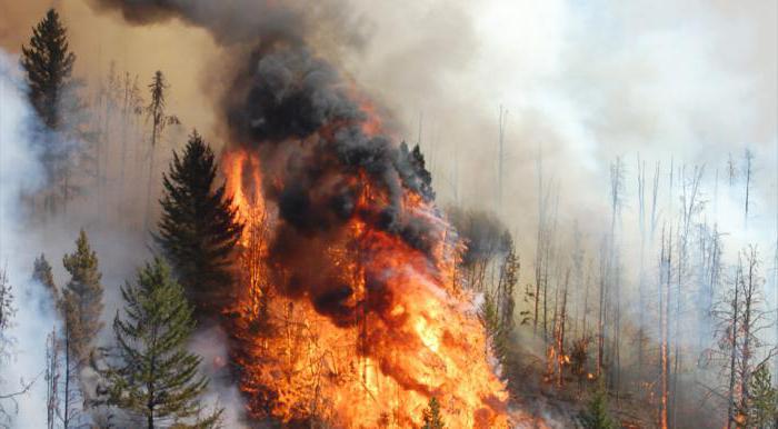 верховой лесной пожар