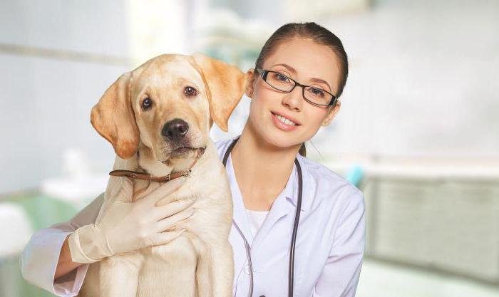 how to transport a dog on a plane abroad