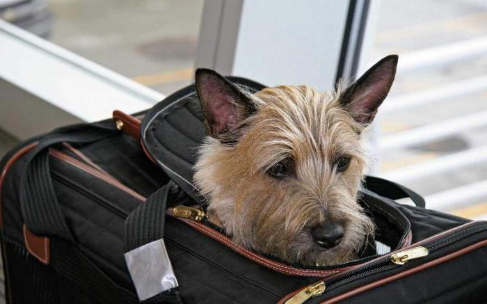 how to transport a dog on a plane abroad