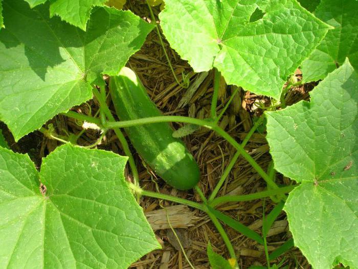 why cucumbers are crooked or crocheted in a greenhouse