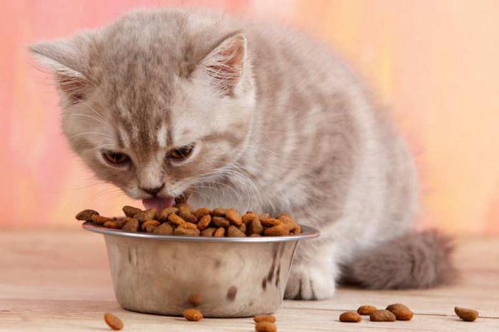 Как развести корм для кошек водой thumbnail