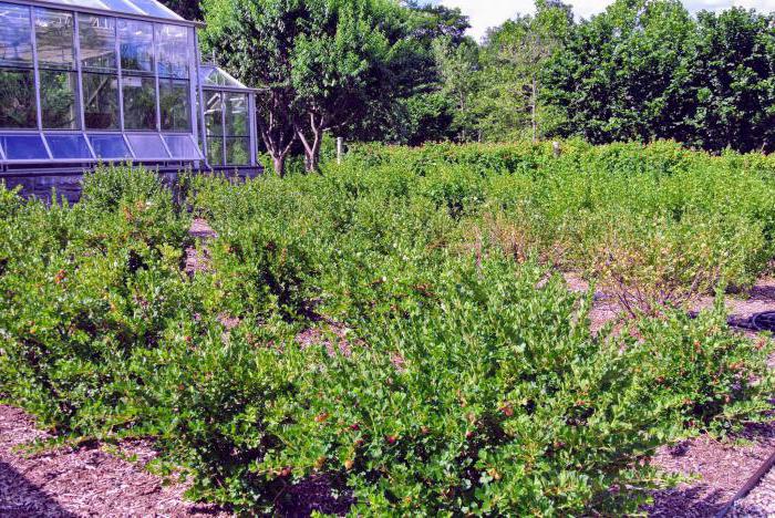 when can gooseberries be transplanted