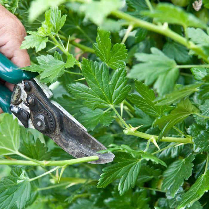 when to transplant gooseberries in the fall