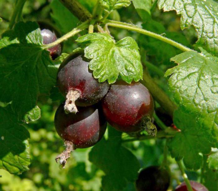 how to transplant gooseberries to a new place