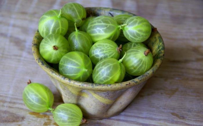 Is it possible to transplant gooseberries