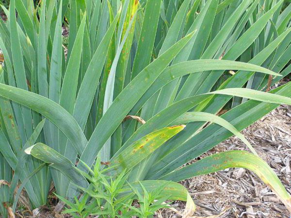 when to cut irises after flowering for the winter