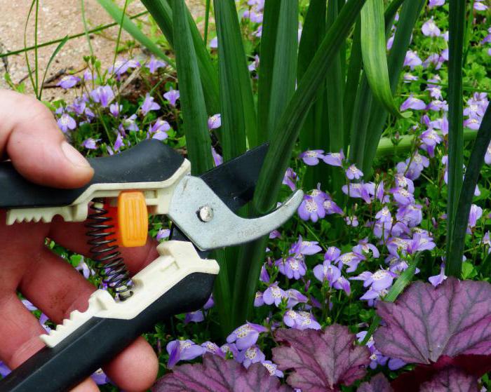 after iris flowering pruning