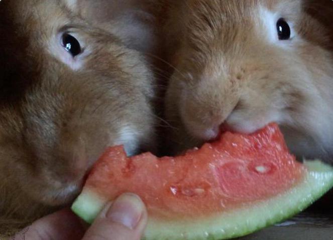 Is it possible for a decorative rabbit watermelon peels