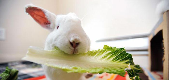 Can rabbits be given watermelon peels and flesh