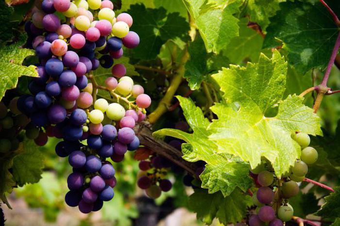виноград гликемический индекс и калорийность