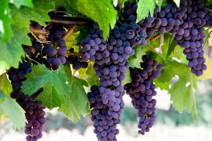 гликемический индекс винограда кишмиш