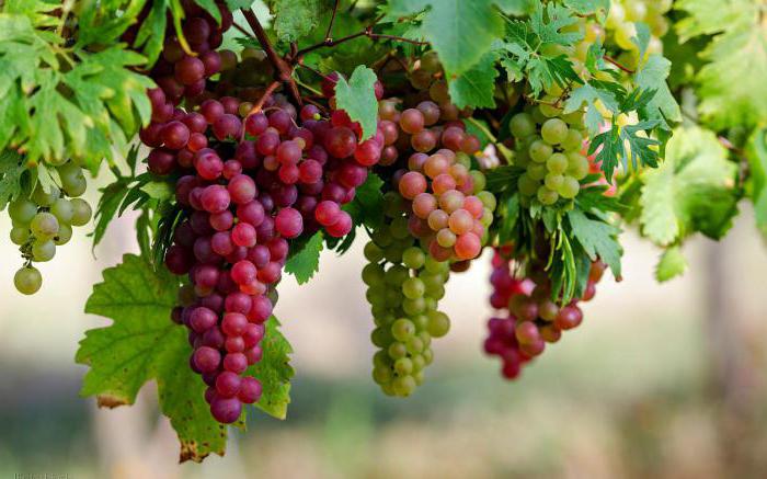 гликемический индекс винограда с косточками 
