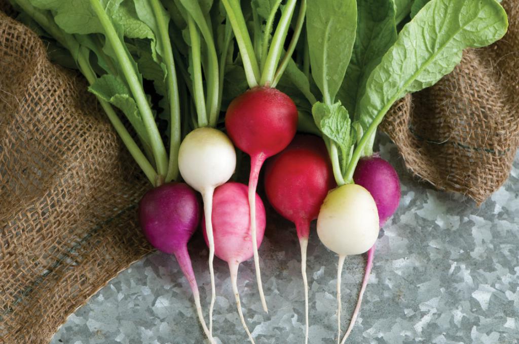 Multi-colored radish