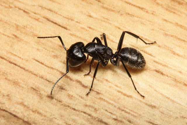 домашние муравьи как избавиться