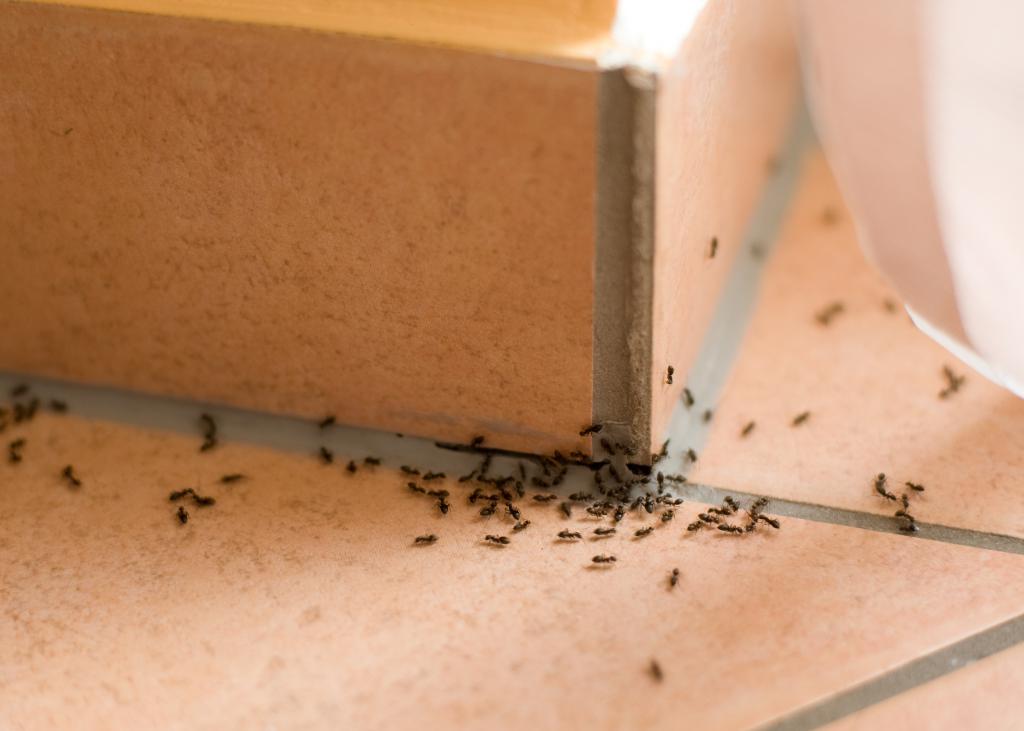 избавиться муравей домашних условиях