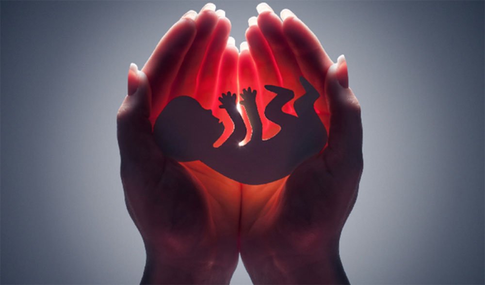 Embryo in hands