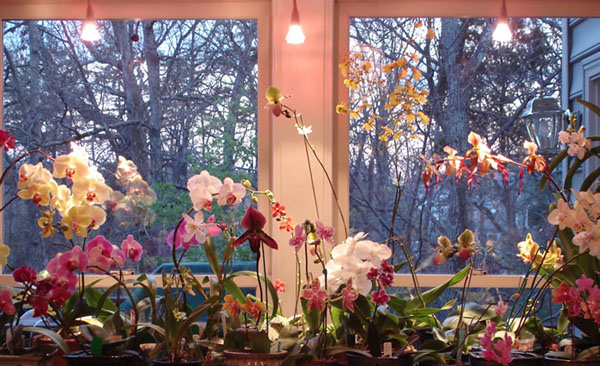 Орхидея дома