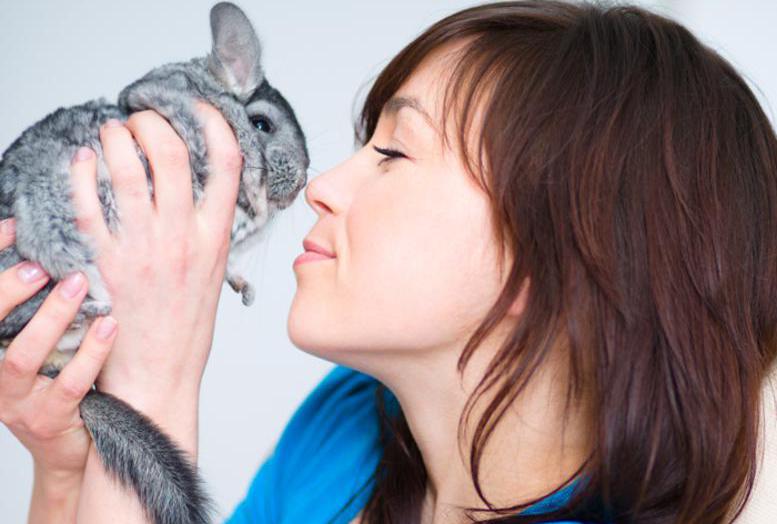 chinchilla with a girl