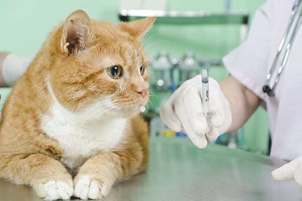 Лекарство для кошки