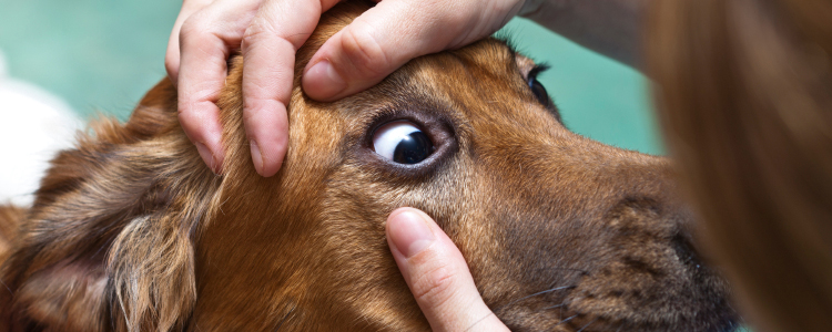 Как вытащить волос из глаза у собаки