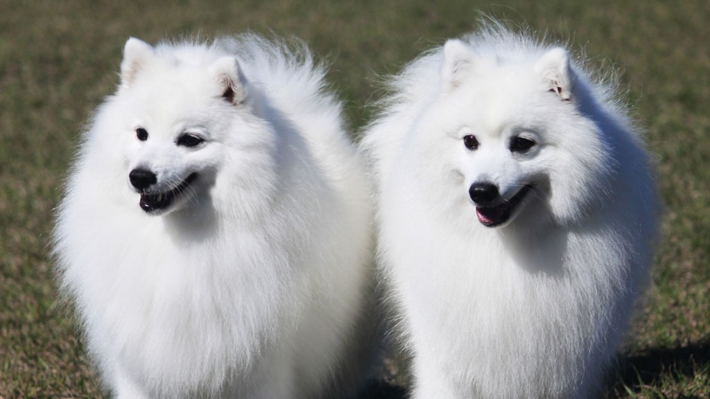 White spitz