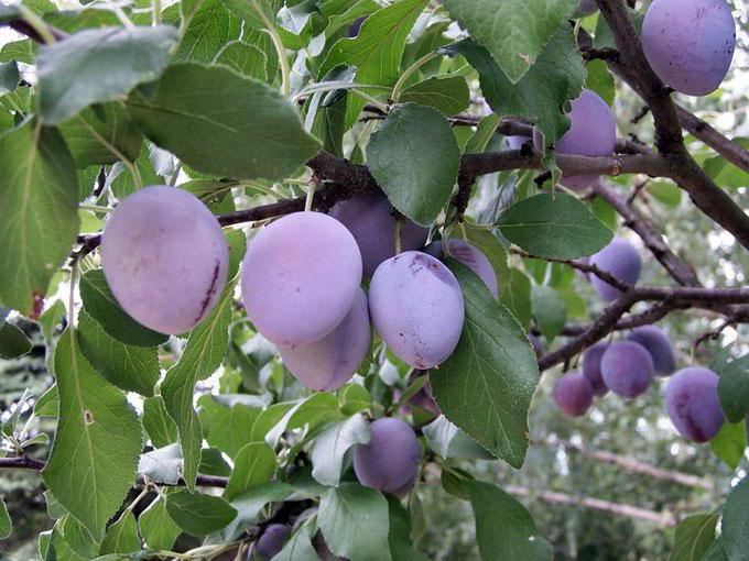 plum "Manchurian beauty"