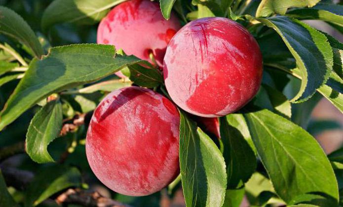 "Manchurian beauty" plum photo