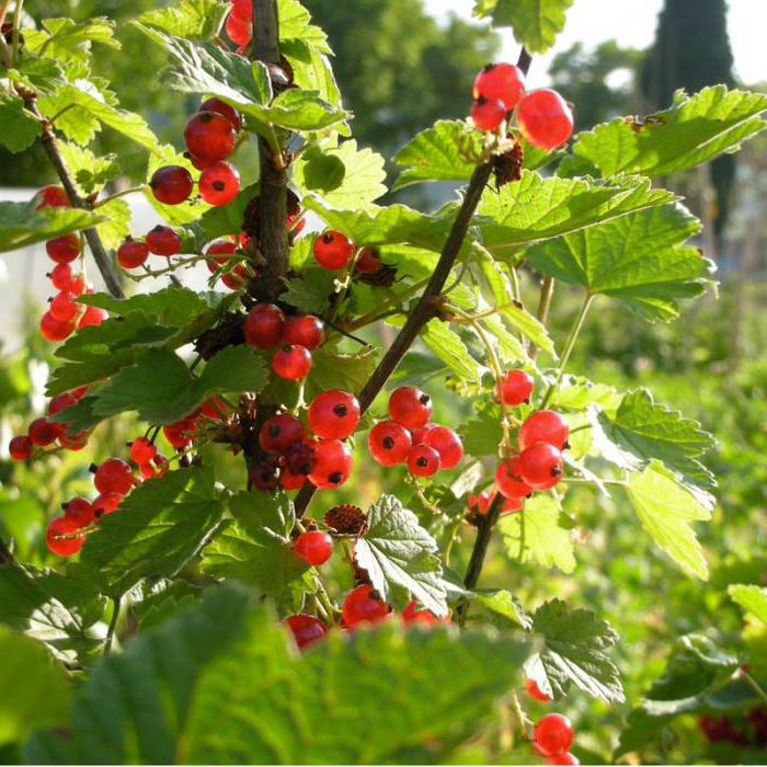 Red currant "Natalie" photo