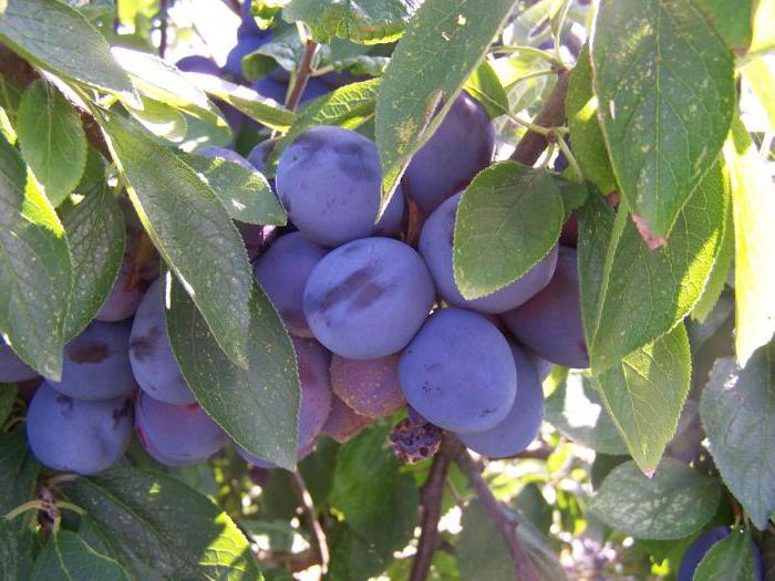 plum grade smolinka