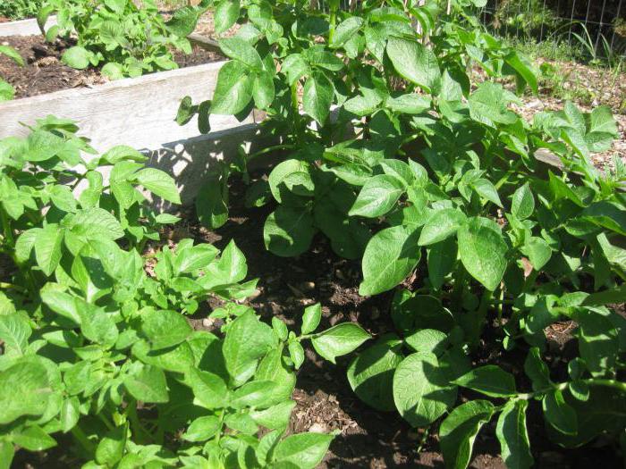 Seed potato Zhuravinka grade description