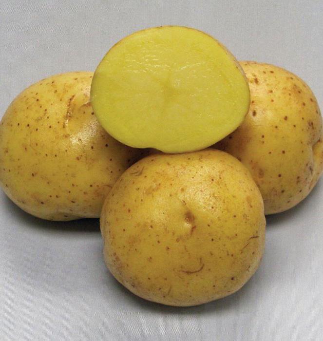 сорт картофеля «Коломбо»