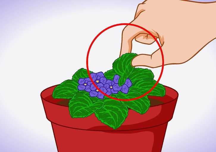 Propagation of Violets