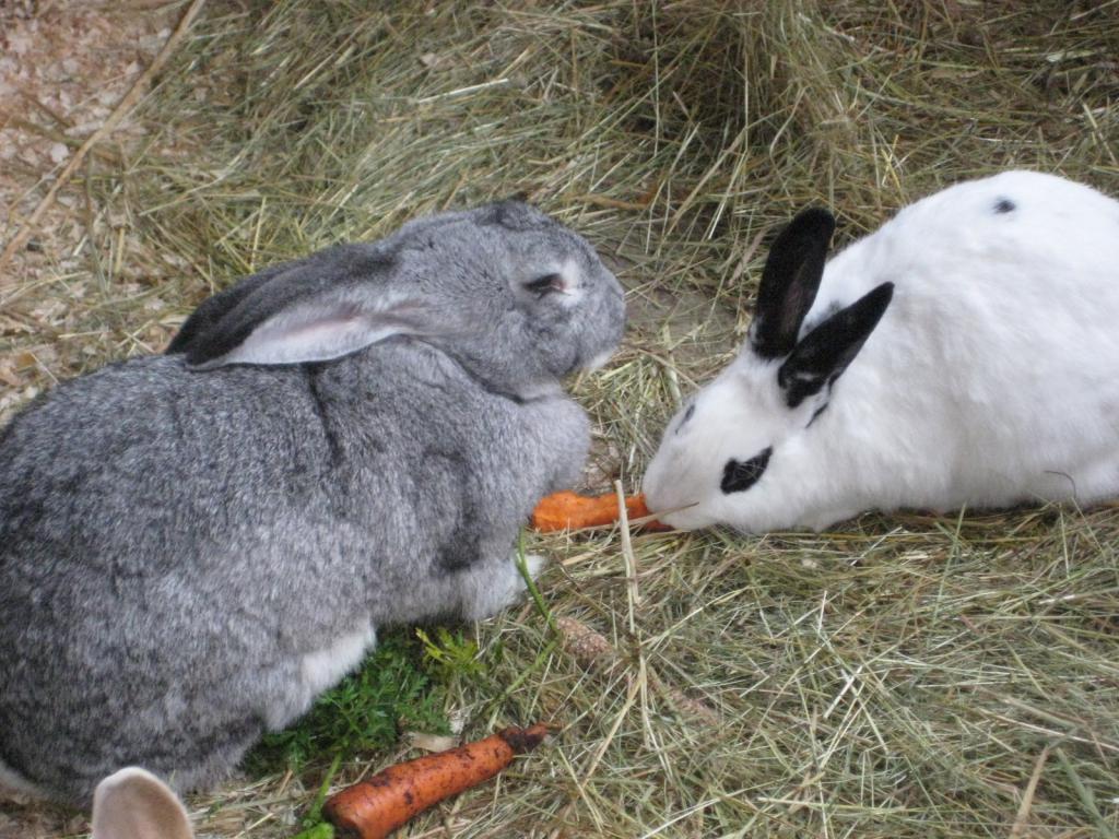 Rabbits eat pumpkin