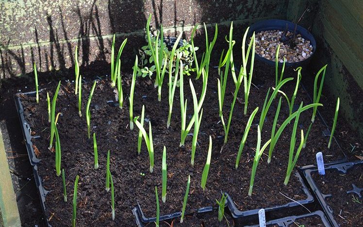 Garlic on the bed