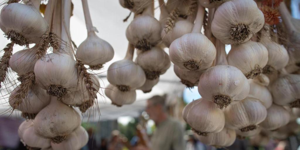 Heads of garlic