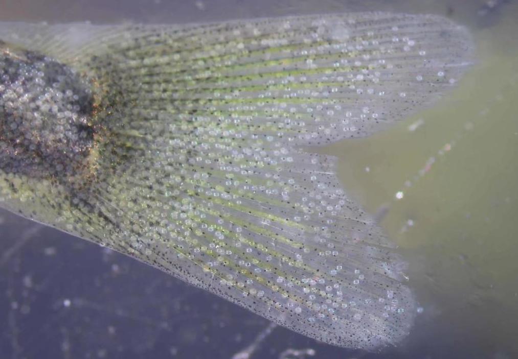 White plaque on fish