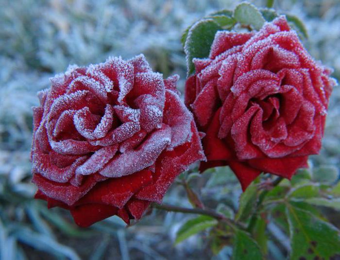 Роза после зимы почернела фото
