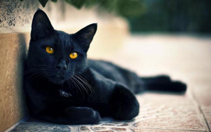 beautiful names for black cats