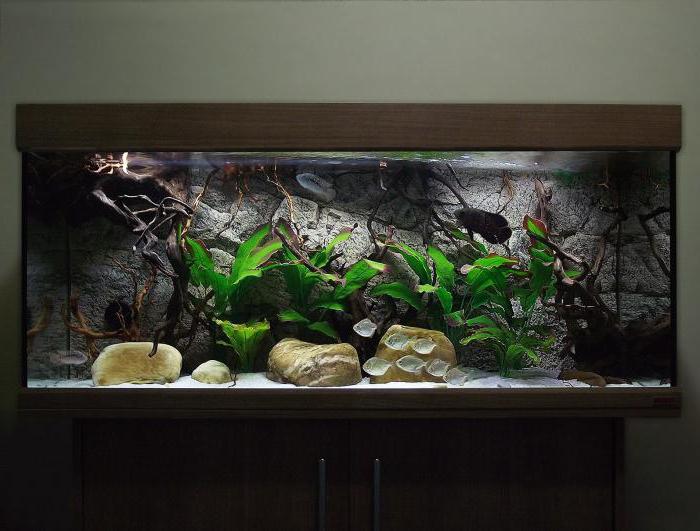 the most expensive aquarium fish