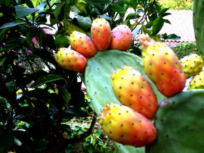 самые редкие экзотические фрукты