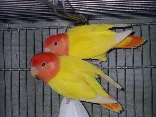 lovebirds parrot care and maintenance reviews