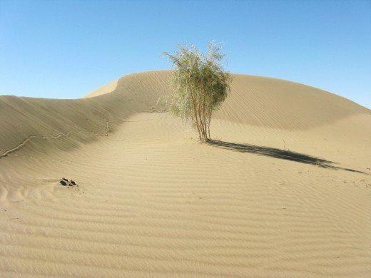 пустыня каракумы репетекский заповедник
