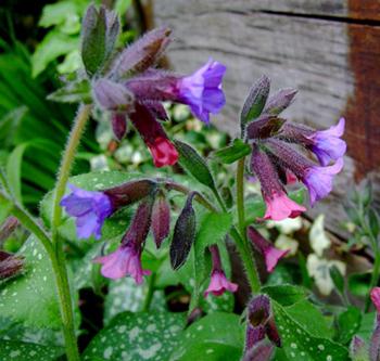 Lungwort healing properties