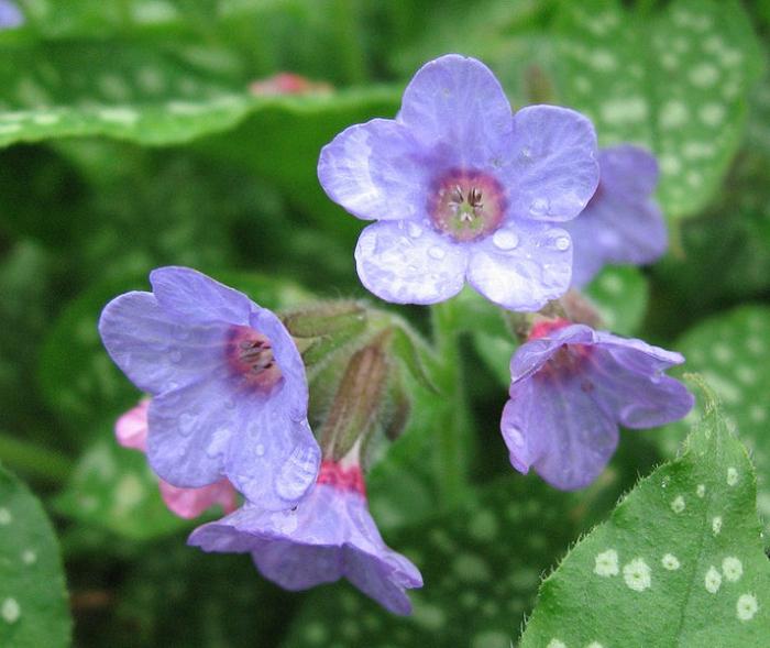 Lungwort photo