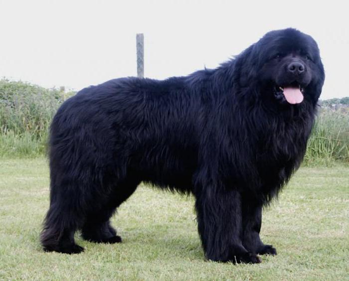 dog breed black shaggy