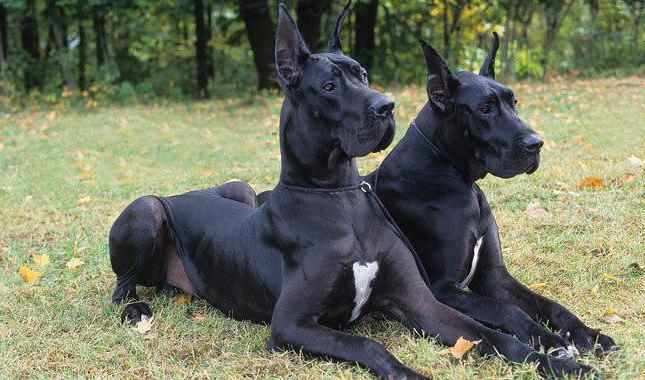 порода собак черная гладкошерстная 