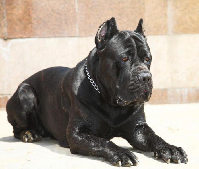 black curly dog ​​breed